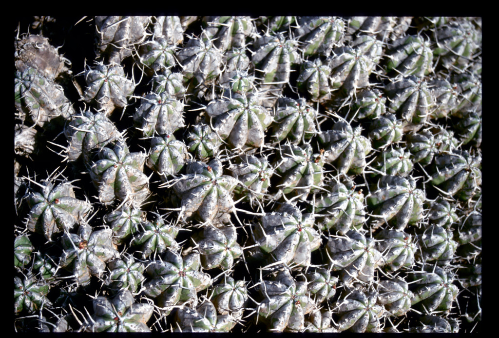 2001_Morocco Cactus